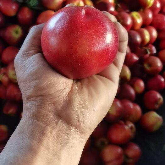 珍珠枣油桃离核油桃大量上市