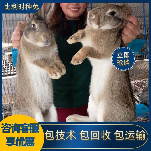 优质种兔，肉兔，比利时兔，大型兔，包技术，包回收，全国发货