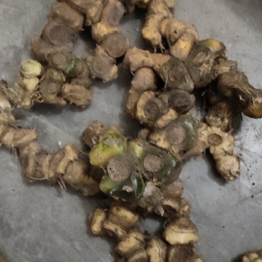 天峨县广西天峨黄精