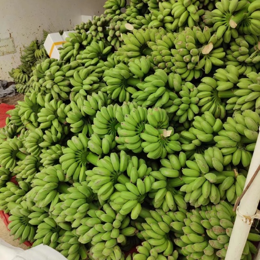 南宁广西小米蕉 代收代办 整车发货 市场品级