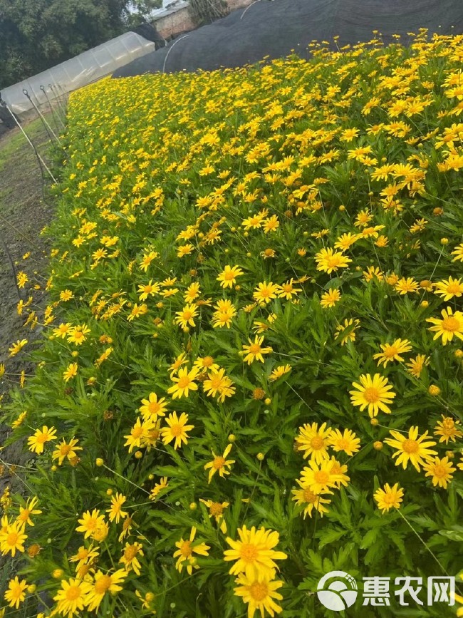 孔雀草成都基地，常年出售时令草花