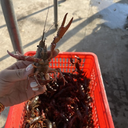 洪湖市清水小龙虾
