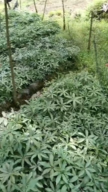 四川高杆华重楼干货,鲜货,苗子现货供应,欢迎全国老板上门采购