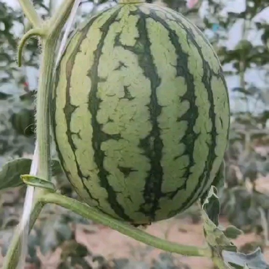 西华县头茬小吊瓜L600 全美2K，保熟保甜有需要联系我。