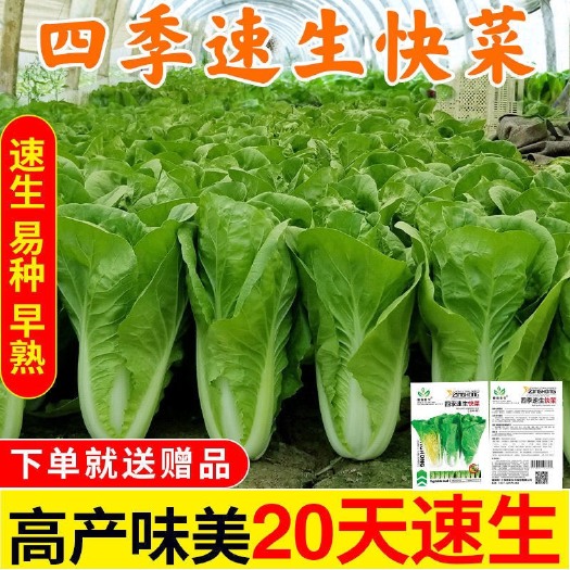 长沙快菜种子小白菜籽四季小白菜种籽苗春秋冬季青蔬菜菜种籽大全种孑