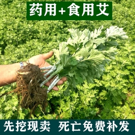 南阳艾苗，全颗，量大从优。