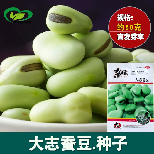 早熟蚕豆种子胡豆宽荚高油香甜农田基地大粒饱满易剥杂粮四季播种