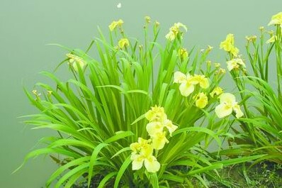安新县黄菖蒲/种植/种苗/价格/厂家
