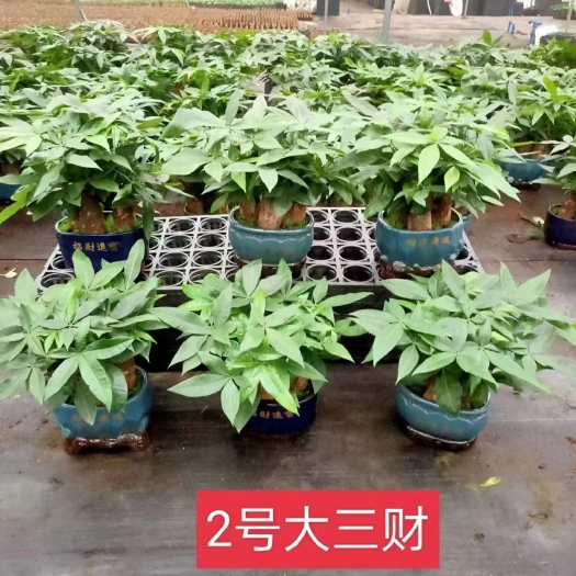 广州发财树（瑞丰）优树新鲜绿植净化新鲜空气居家室内室外办公常备绿