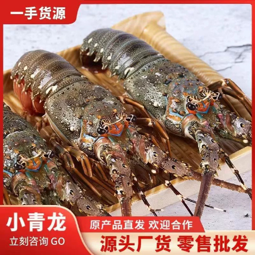 小青龙缺氧活冻鲜活大龙虾澳龙锦绣花龙虾活冻龙虾活体冷冻可刺身