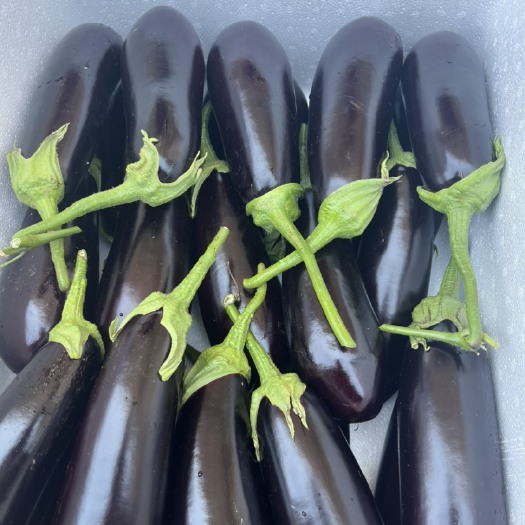 寿光市长茄，黑茄，紫茄，烧烤茄欢迎联系