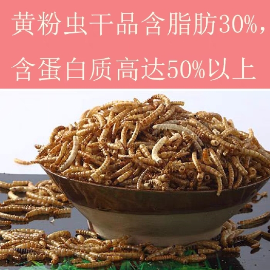 滁州干黄粉虫面包虫批发