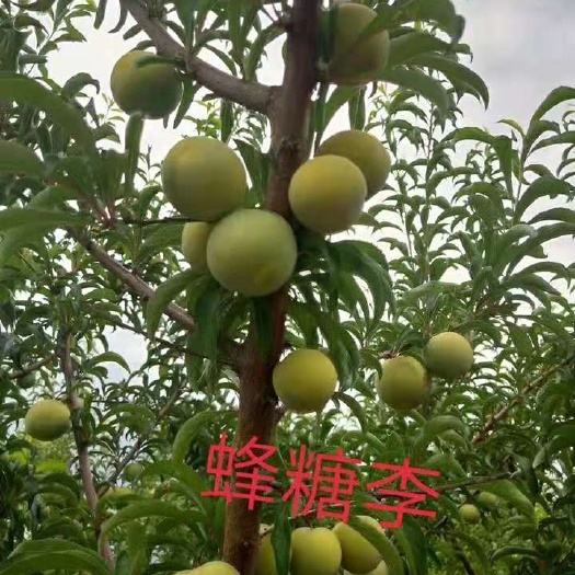 苍溪县蜂糖李，糖分高，单果大，市场价格高，种植前景好，欢迎采购