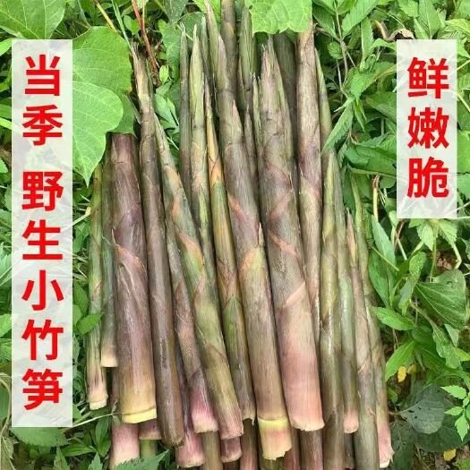 始兴县金竹笋小春笋小笋甜笋