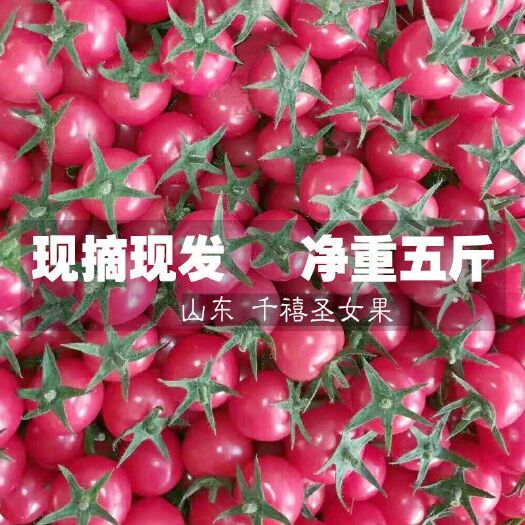 莘县现摘圣女果小番茄西红柿新鲜水果樱桃番茄新鲜蔬菜孕妇水果包邮