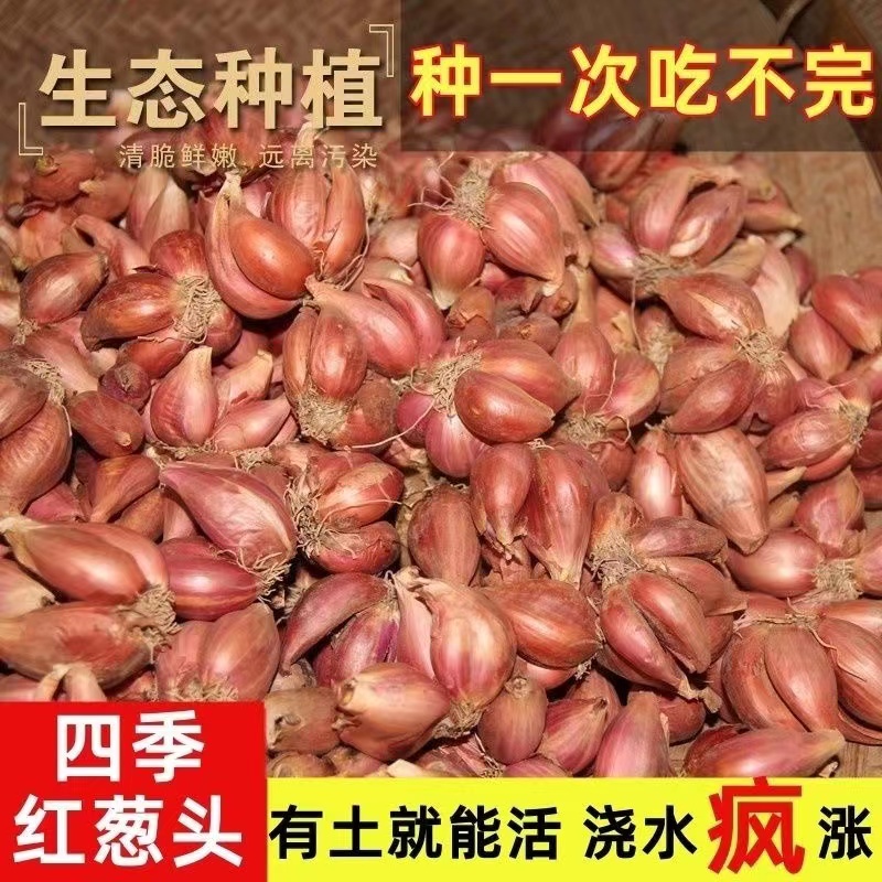 祁东县红葱头种黄葱头种夏秋季种植高产小香葱种子种头