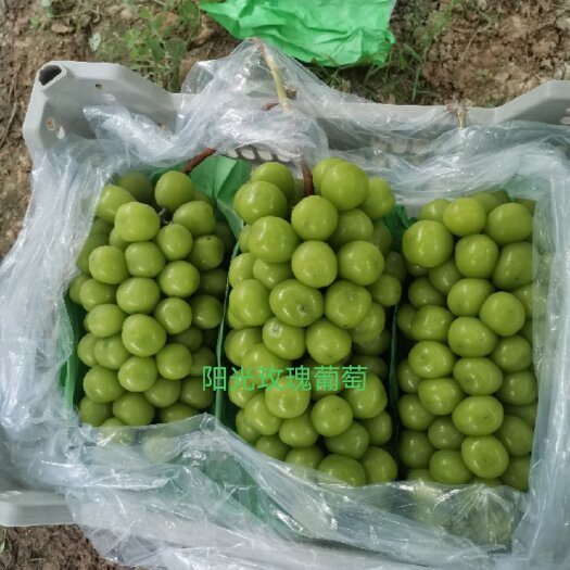 西安阳光玫瑰葡萄