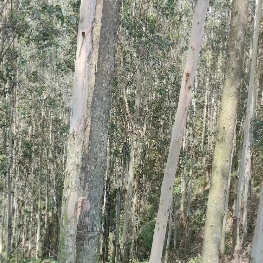 北海广西博白桉树林600亩7年树便宜出售