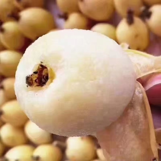 莆田白玉枇杷