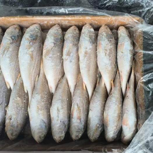 福州白菇鱼 当天 200/300白姑鱼 当天 200/300