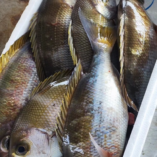 中山市青鸡鱼#刺身#海钓深深海鱼//￼天然深海鱼//即钓即放血。