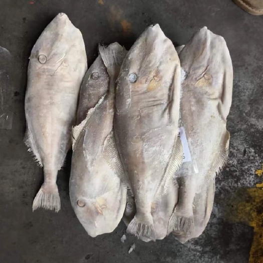 福州马面鱼 原条马面鱼 剥皮鱼 耗儿鱼 700/1000