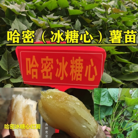 临沂哈密冰糖心红薯苗哈密红薯苗白雪蜜薯苗白玉红薯苗
