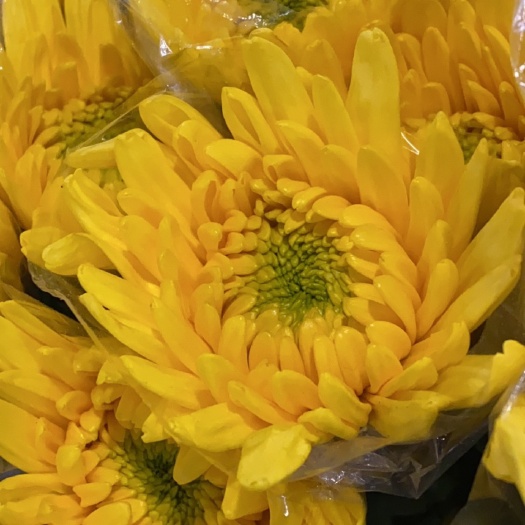 广州菊花