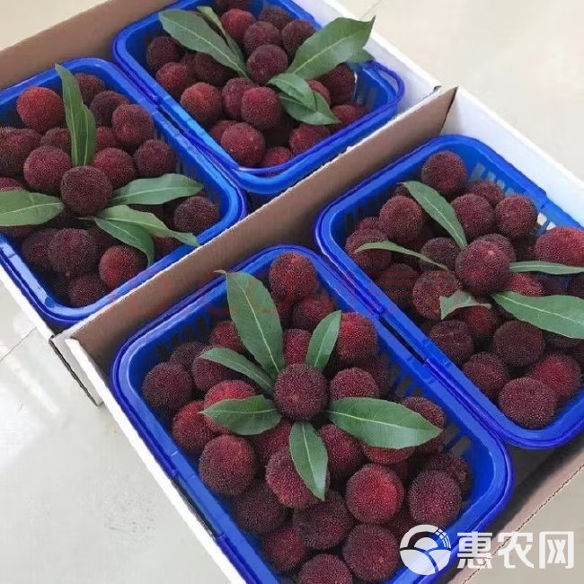 胡陈杨梅