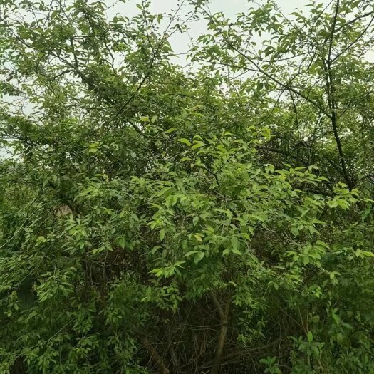 盐亭县南川柳