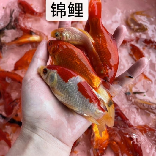 南宁鱼苗，改良新一代锦鲤 价格美丽 一手货源 足数发货 诚信经营