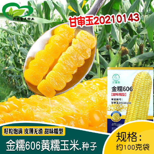 河间市黄糯玉米种子农田菜园国审大穗饱满香甜软糯鲜食黄玉米种子