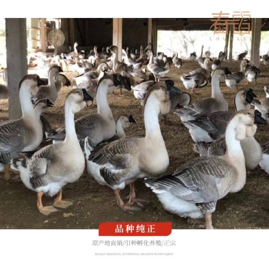 汕头小鹅活苗汕头特大种狮头鹅活苗汕头特大型狮子头鹅苗鹅苗活体