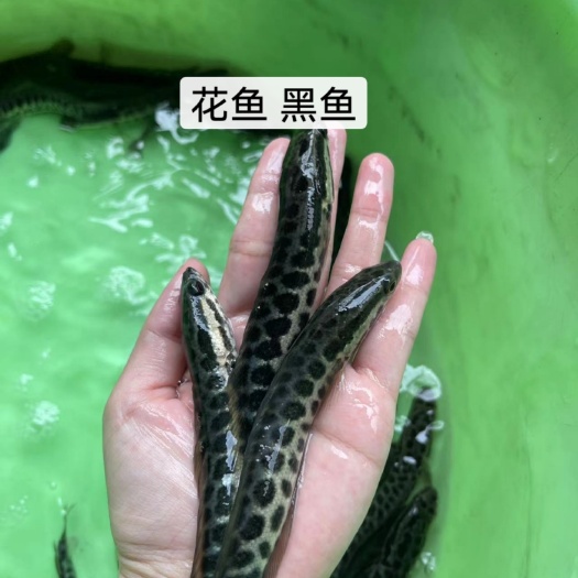 南宁鱼苗 优质黑鱼苗 优良品种 一手货源 足数发货 价格美丽