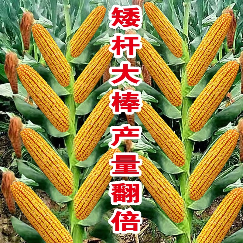 曹县高产饲料玉米种抗病抗倒耐高温耐旱轴细粒深玉米品种
