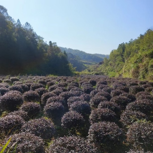 庭院绿化植物四季青花卉红花继木树苗供应灌木观赏红花继木球批发