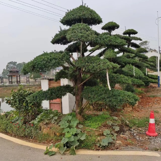 浏阳市造型罗汉松 精品园林景观苗木 精品罗汉松