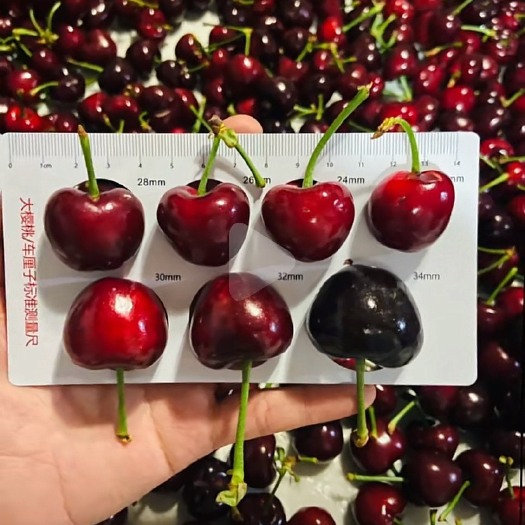 平度市精品，大果