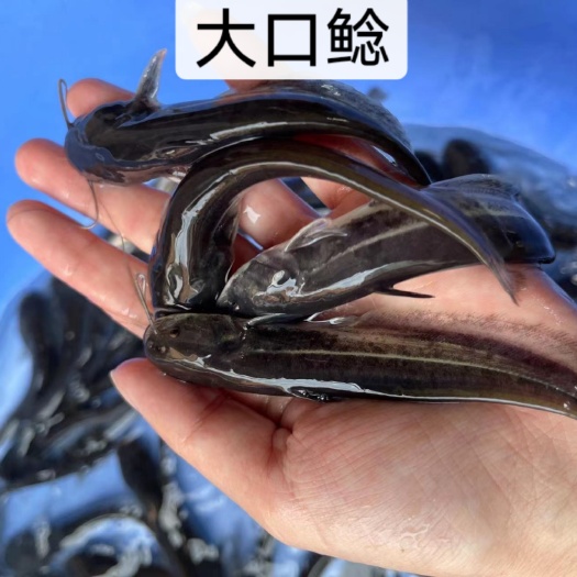 南宁鱼苗 杂交大口鲶苗 优良品种 一手货源 足数发货 价格美丽