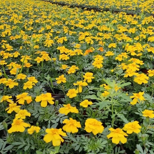 成都孔雀草成都基地，常年出售时令草花