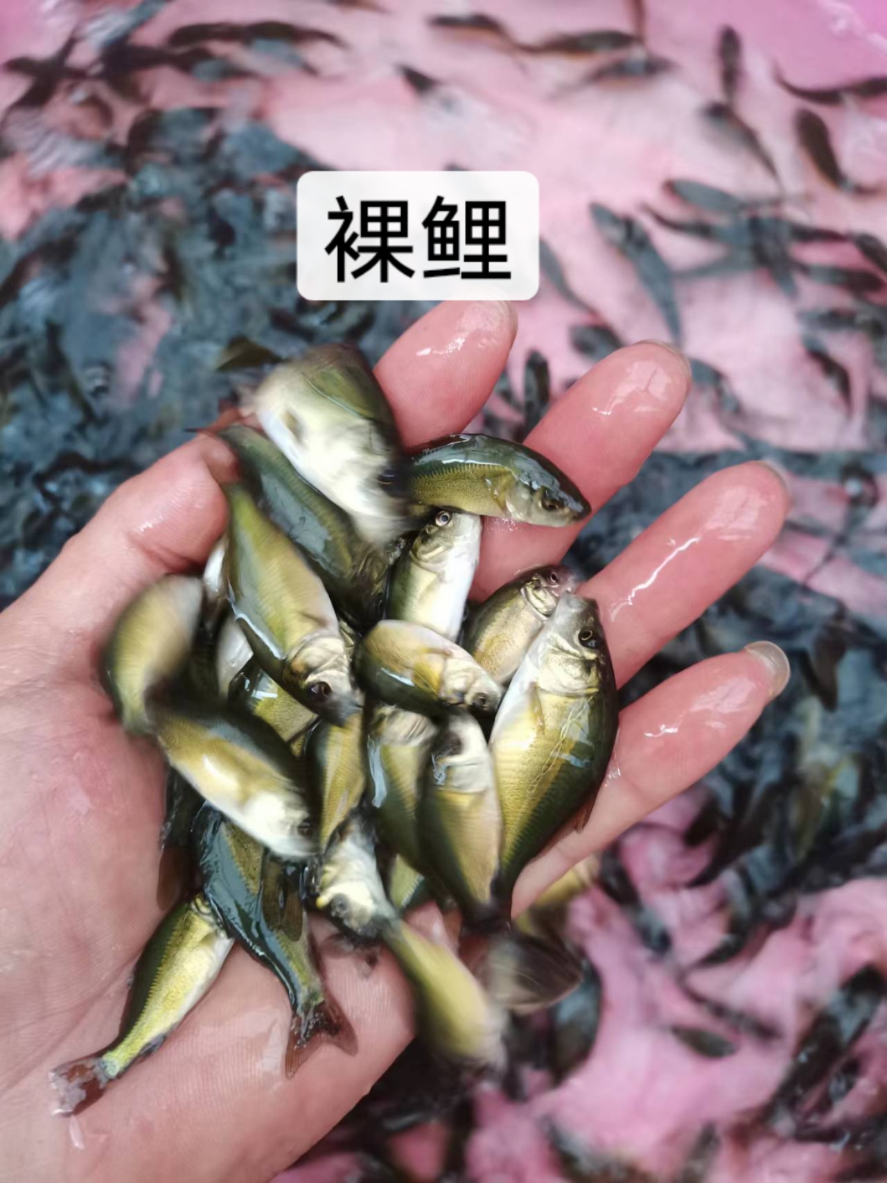 南宁鱼苗 优质裸鲤苗 快大好养 抗病强 现场直销 足数发货