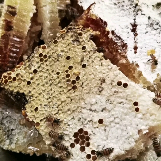 扬州农村自己土蜂蜜