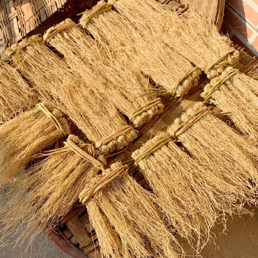 新丰县产地直销批发养肝草 龙须草丝线根粤北特产食材煲汤一手货源包邮