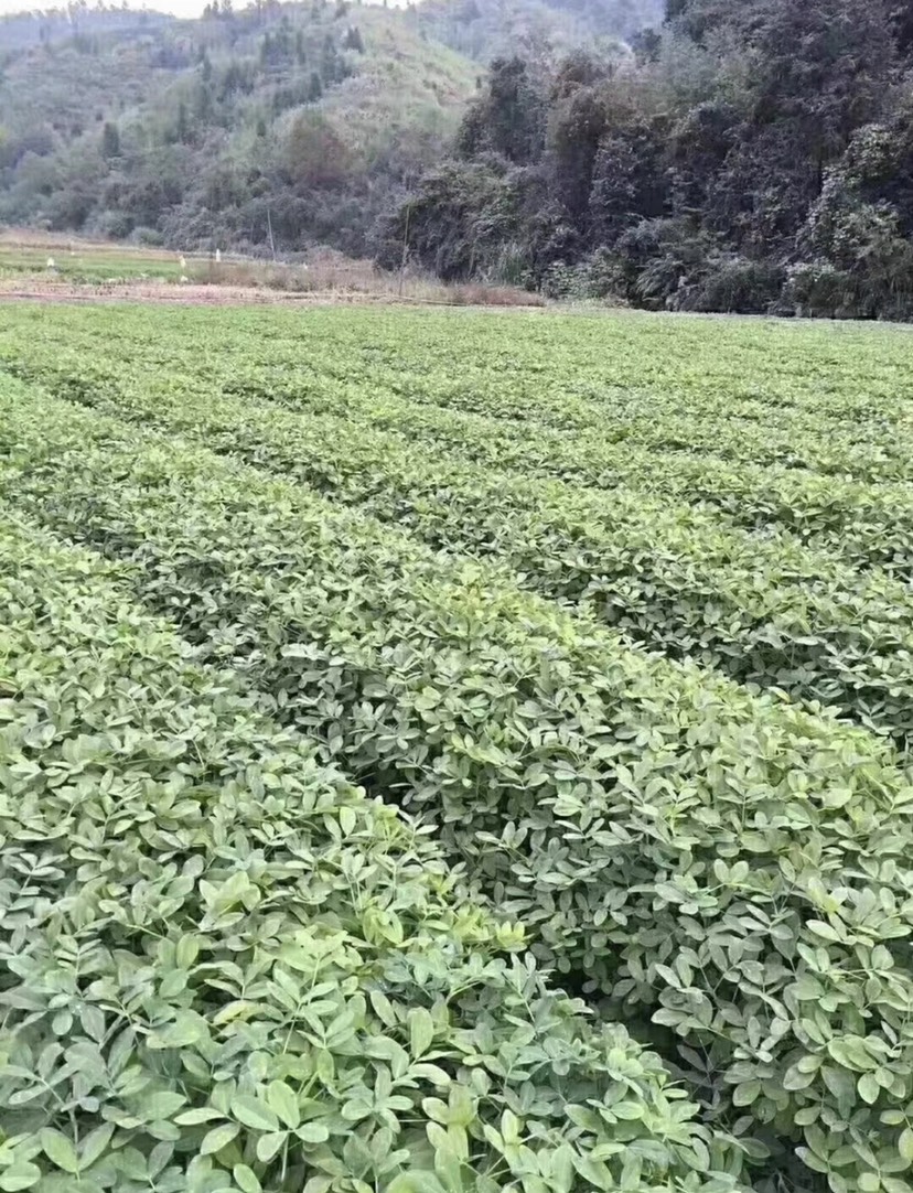 河源原味炒花生新货现炒花生