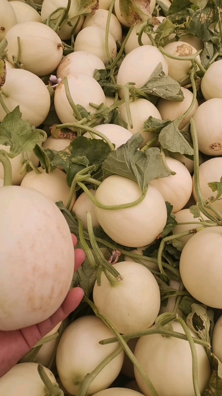 阎良甜瓜大量走货，品种多，规格多，对接各种渠道