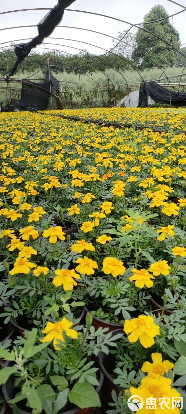 孔雀草成都基地，常年出售时令草花