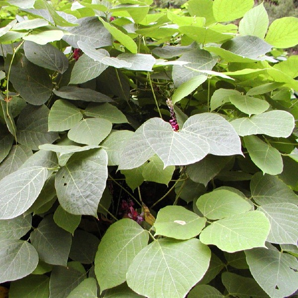 葛藤种子 矿山修复复绿护坡种籽边坡绿化多年生爬藤藤本植物种子