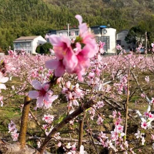 赤壁市深山锦绣黄桃 温差大甜度高 七月末上市