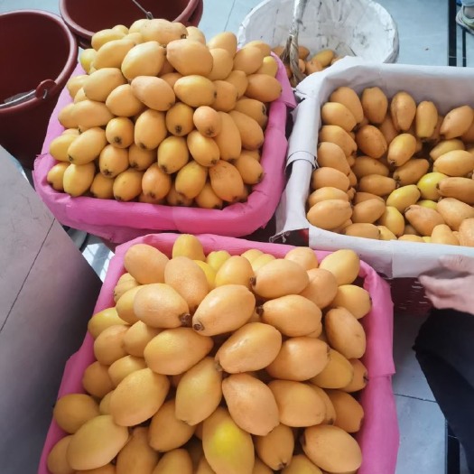 莆田枇杷成熟，欢迎采购