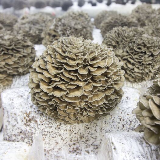 上海灰树花 栗蘑 舞茸全国低价促销发货